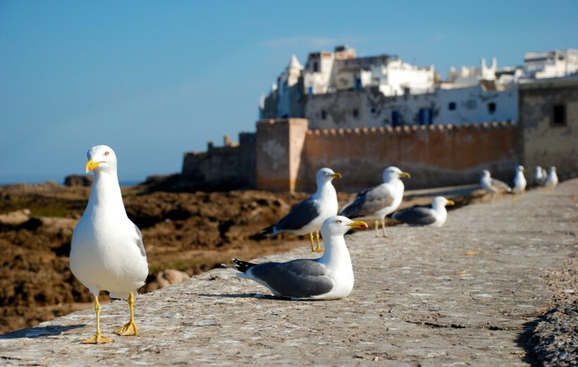 Private Day Trip from Marrakech to Essaouira